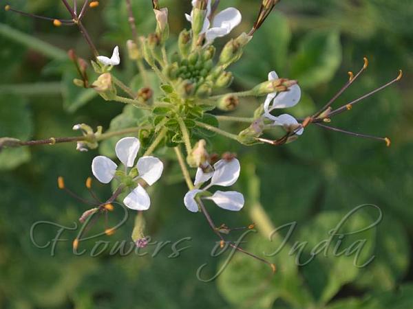 Wild Spider Flower